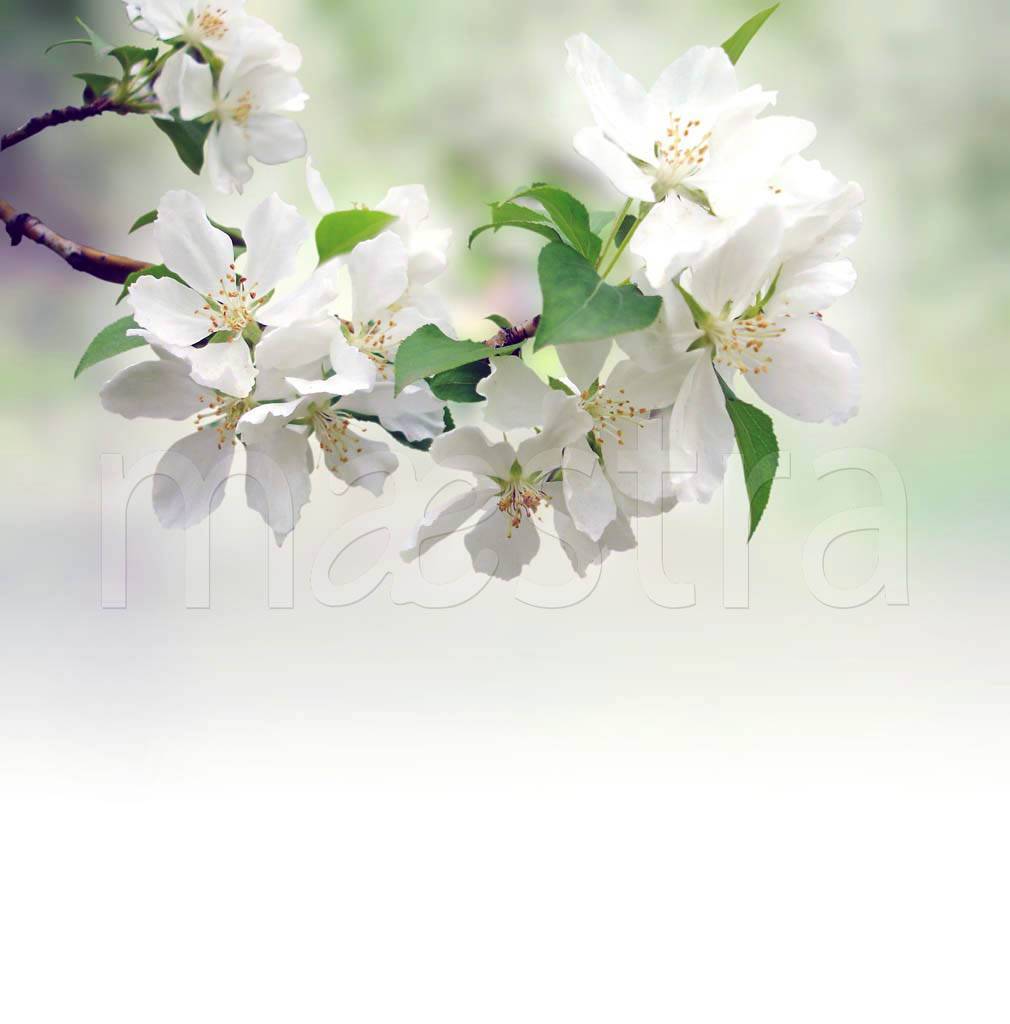 Фотообои Цветущая ветка яблони