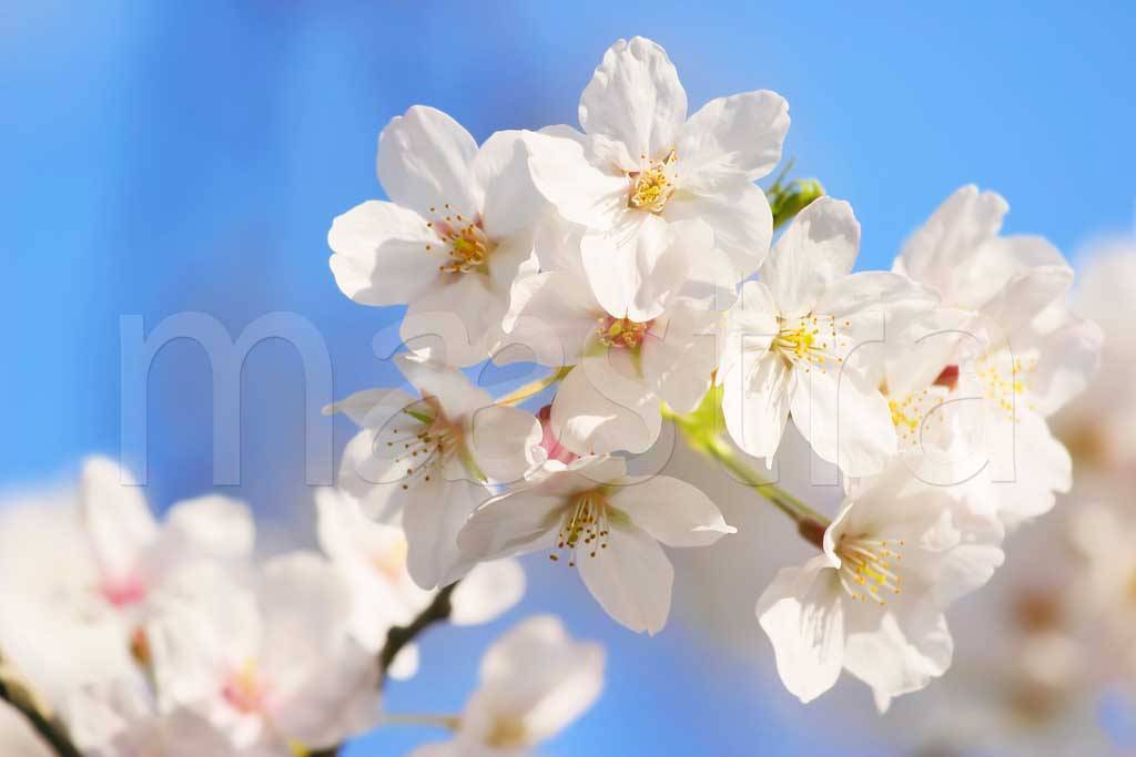 Фотообои Весеннее цветение вишни