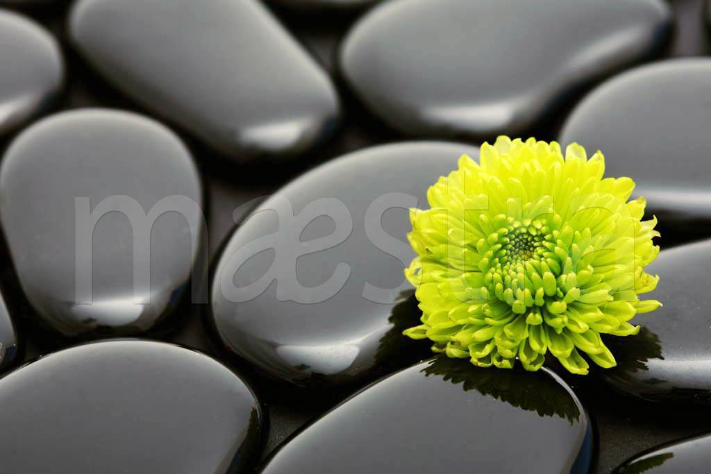 Фотообои Черные камни с зеленым цветком